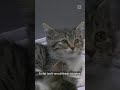 Opvang RAAKT VOL met KITTENS ? | #shorts