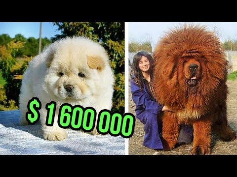 , title : 'THE Most EXPENSIVE DOG BREEDS In The World'