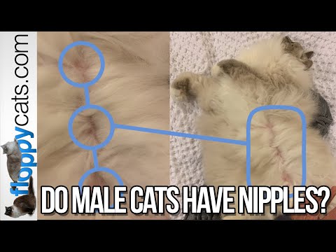 Do Male Cats Have Nipples? - ラグドール - = ネコ - Floppycats