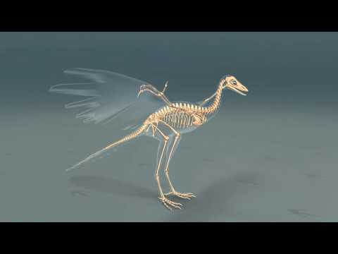 Der Archaeopteryx