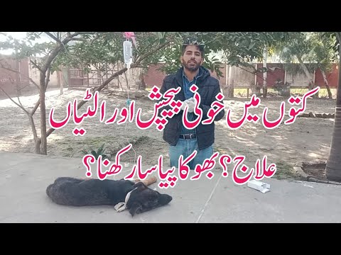 parvovirus infection in dog | vaccination schedule | Treatment | Dr Furqan Basheer