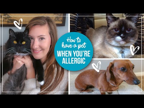 5 Tips for Managing Pet Allergies | How to live with a pet you're allergic to