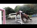 Funny Animals Horse Fails Funniest Fails AFV