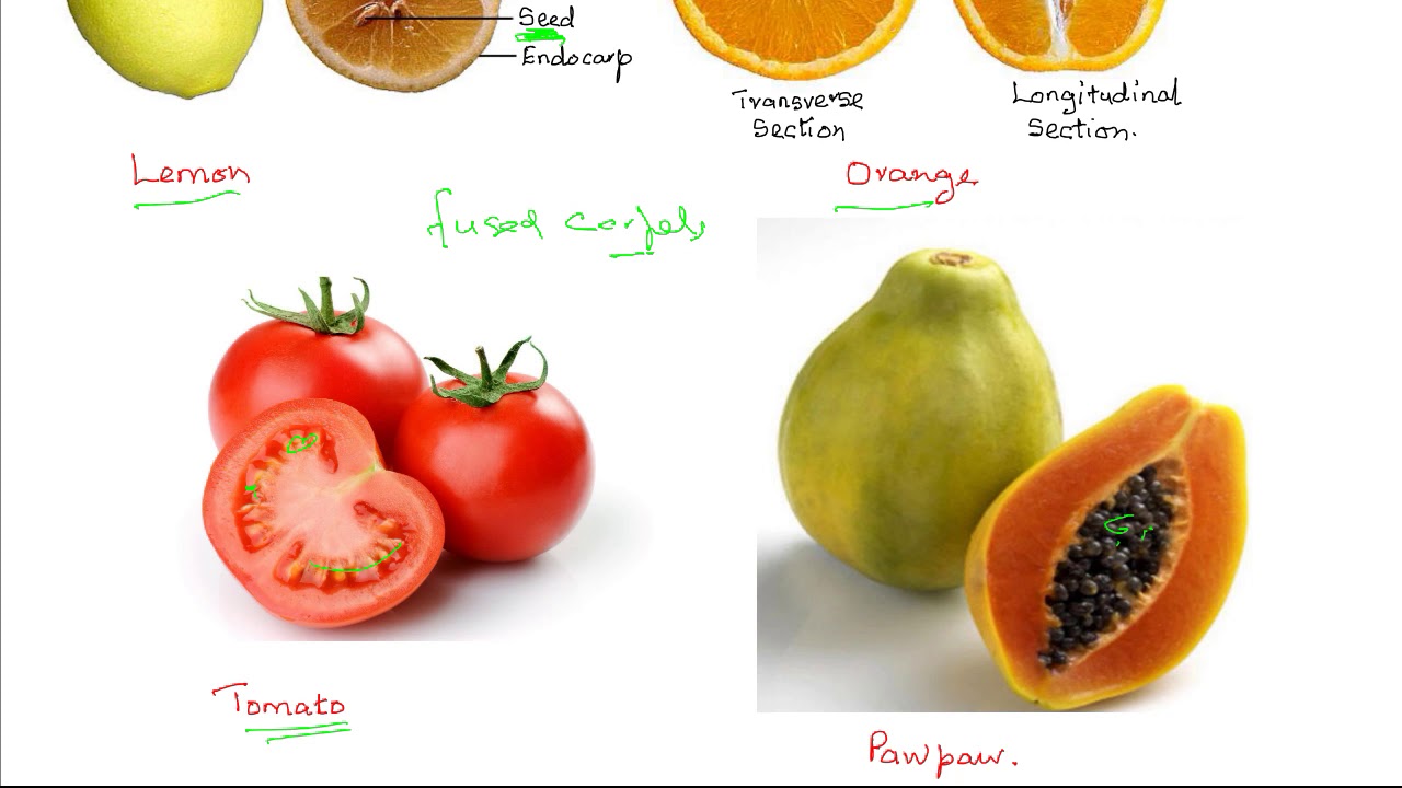Classification of fruits - YouTube