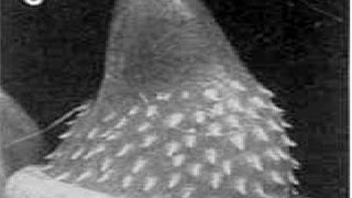 PENE CON PINCHOS. El pene de los gatos.  Desgarra la vagina. CURIOSIDADES DEL REINO ANIMAL