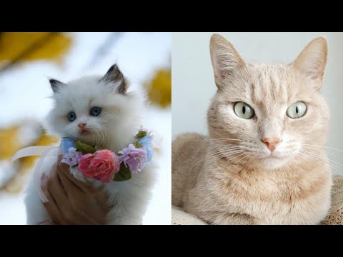 Baby cats-Cute and funny cat videos compilation#1million