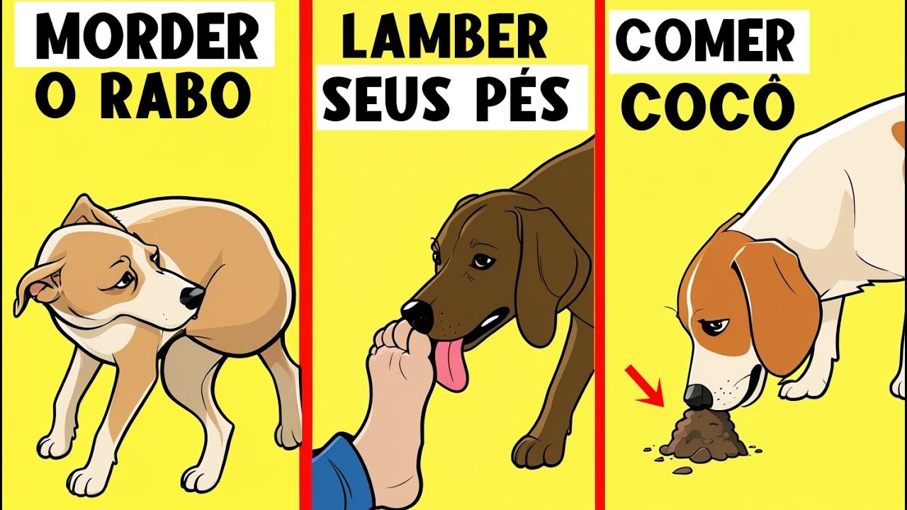 15 Comportamentos de Cão Explicados – Por Que Seu Cachorro Faz Isso! 🔥