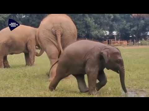 Wan Mai has a great fun with the broken water pipe/India Mirror News