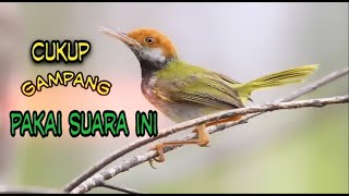 Download lagu Suara pikat burung prenjak lumut paling ampuh100% mp3