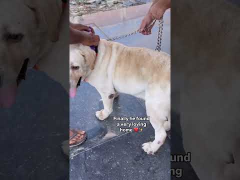 Happiest adoption ever 💛🩵 Tabassum 💛