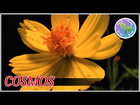 Cosmos Flowers | Blooming Flowers Time Lapse 4K