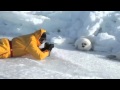 Lazy Harp Seal Has No Job - song by Parry Gripp
