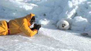 Lazy Harp Seal Has No Job - song by Parry Gripp