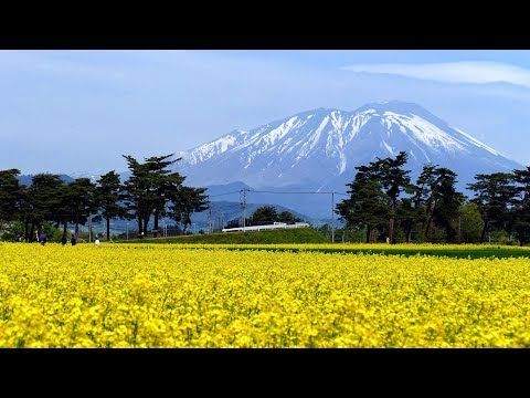 [4K] 東北農業研究センター「菜の花公開」| 岩手･盛岡観光動画