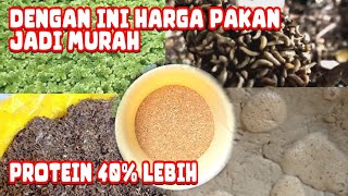 Download lagu BAHAN PAKAN DENGAN KANDUNGAN PROTEIN TINGGI UNTUK PAKAN AYAM KAMPUNG‼️ mp3