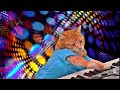 Busy Signal "Everybody Move"🐱 🎶