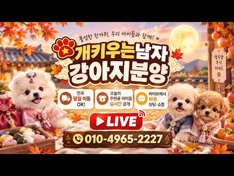 대구강아지분양개키우는남자 라이브 방송