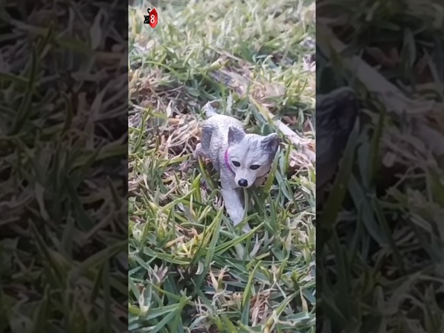 Vídeo relacionado con Uni-Toys - Lobo Gris, Tumbado - 30 cm (Longitud) - Lobo de Peluche, Lupus - Peluche de Peluche