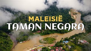 TAMAN NEGARA, Maleisië - Jungle Trek & CANOPY WALK + Olifanten en Watervallen