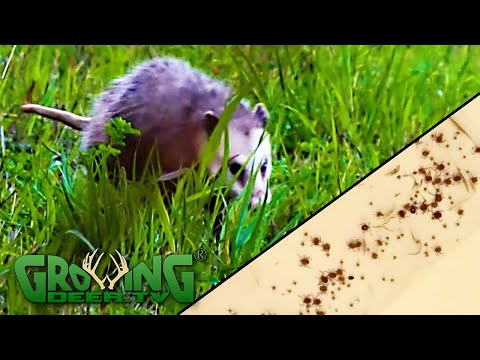 Turkeys, Opossums and Ticks:  Why We Trap Nest Predators (679)