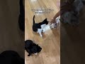 Lol When I Take My Cat To The Vet Cat Kittens Tuxedocat Siamesecat Theclaw Toystory