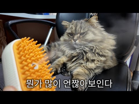 털정리 좀 하면 안될까?