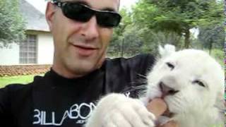 preview picture of video 'Baby white lion lick a man's face (Loisico Tours @Ukutula)'