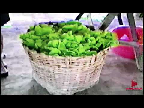 HORTA MUNICIPAL  1998 NOVO BRASIL-GO