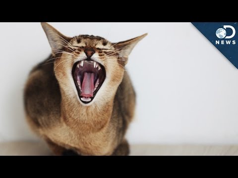 Why Your Cute Cat Is Still A Vicious Killer