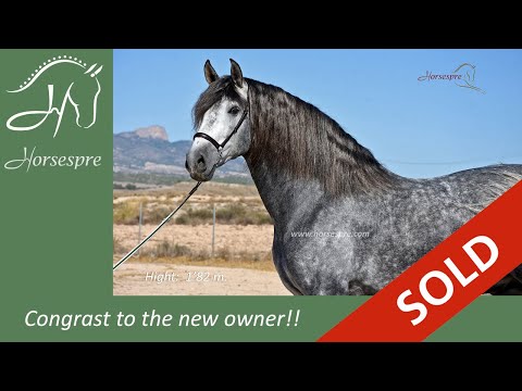 The Biggest PRE Horse