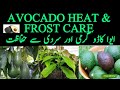 How to Safe Avocado Little plant from heat| how to care avocado in summer? How to plant avacado?