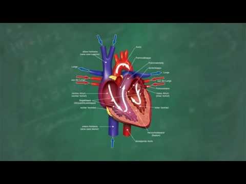 CHD Hypertonie Grad 3 Blutdruckrate seit 36 Jahren