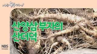 [나는농부다 252회] 산양삼 부자의 산더덕