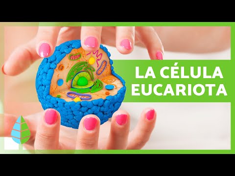 La CÉLULA EUCARIOTA 🦠 | Características, Partes y Funciones