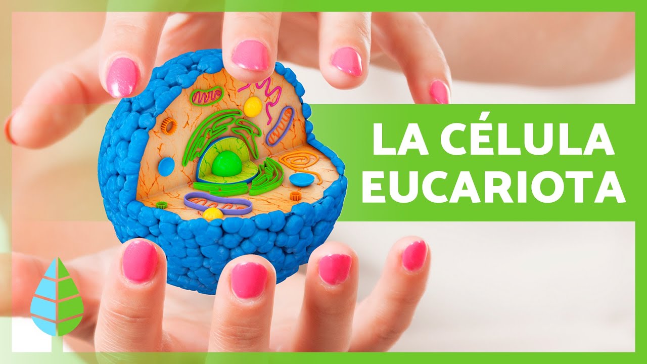 La CÉLULA EUCARIOTA 🦠 | Características, Partes y Funciones