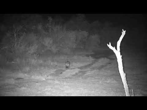 Djuma: Lone Hyena known as 'Sotho' drinks at the pan - 00:59 - 08/03/21