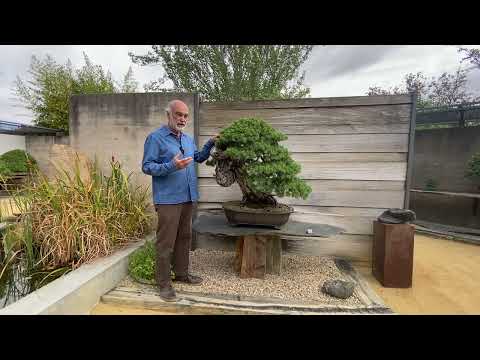 Bonsai techniques: Bonsai styles for specific Bonsai tree species by Luis Vallejo