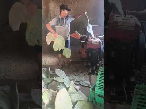 MARCONI PERIANO ELE MORREU PALMA COM BAGAÇO DE CANA EM OLIVEDOS NA PARAÍBA