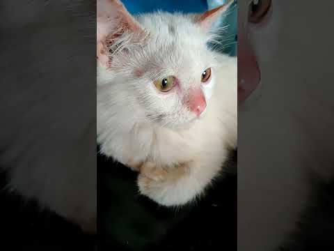 pyar tere naal ho giya...❤️#sukkhi #3cats #djbeats #cat