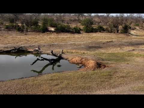 Djuma: Vervet monkey alarming at Hosana male leopard being in bushes - 15:12 - 08/27/18