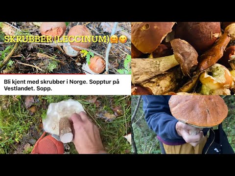 Bli kjent med skrubber i Norge. Sopptur på Vestlandet. Sopp.