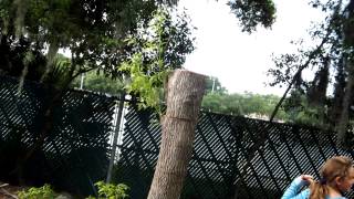 Lucy pushing down camphor tree for future fruit grove