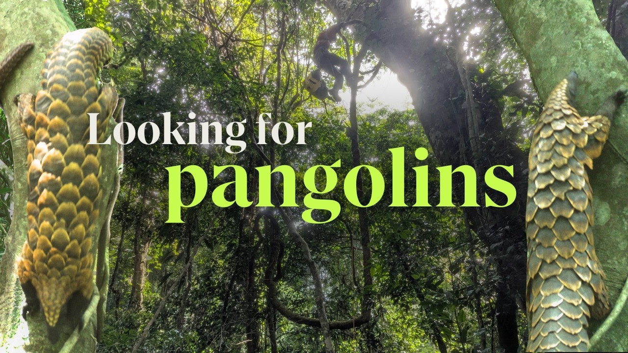 How do you get a photo of a tree-climbing pangolin?