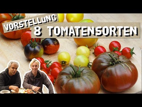 , title : '8 Tomatensorten probiert - Zitronentomate, Tschernij Prinz, Indigo Rose, Sweetie'