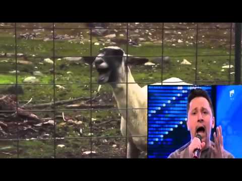Si ingerii au demonii lor X Factor VS Capra / goat version