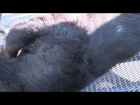 NJ Sussex County Black Bear Hunt Extended