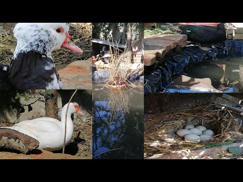 Aggiornamento acquatico.