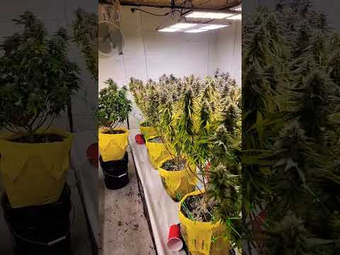 indoor cannabis yield