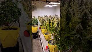 indoor cannabis yield