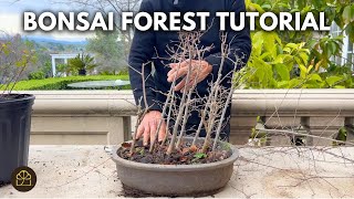 Turning Twigs into Bonsai Forests: Clump & Windswept Designs